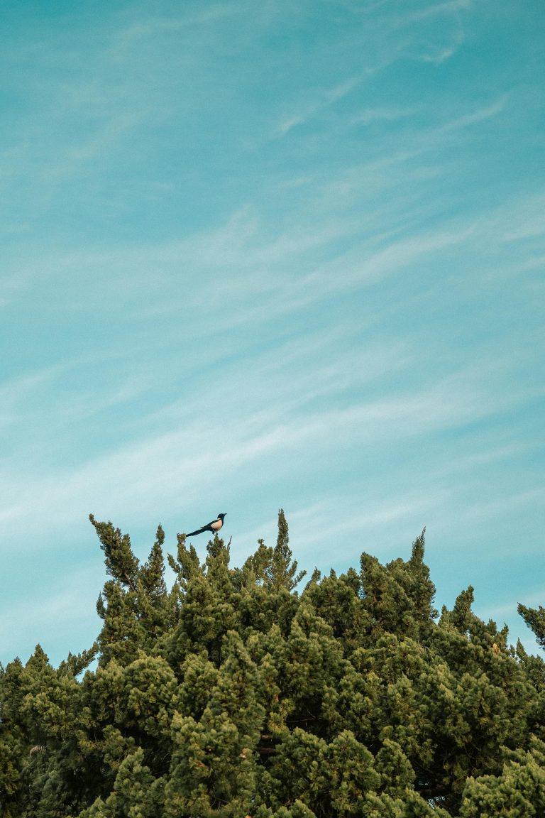 Diversity-Equity-Inclusion